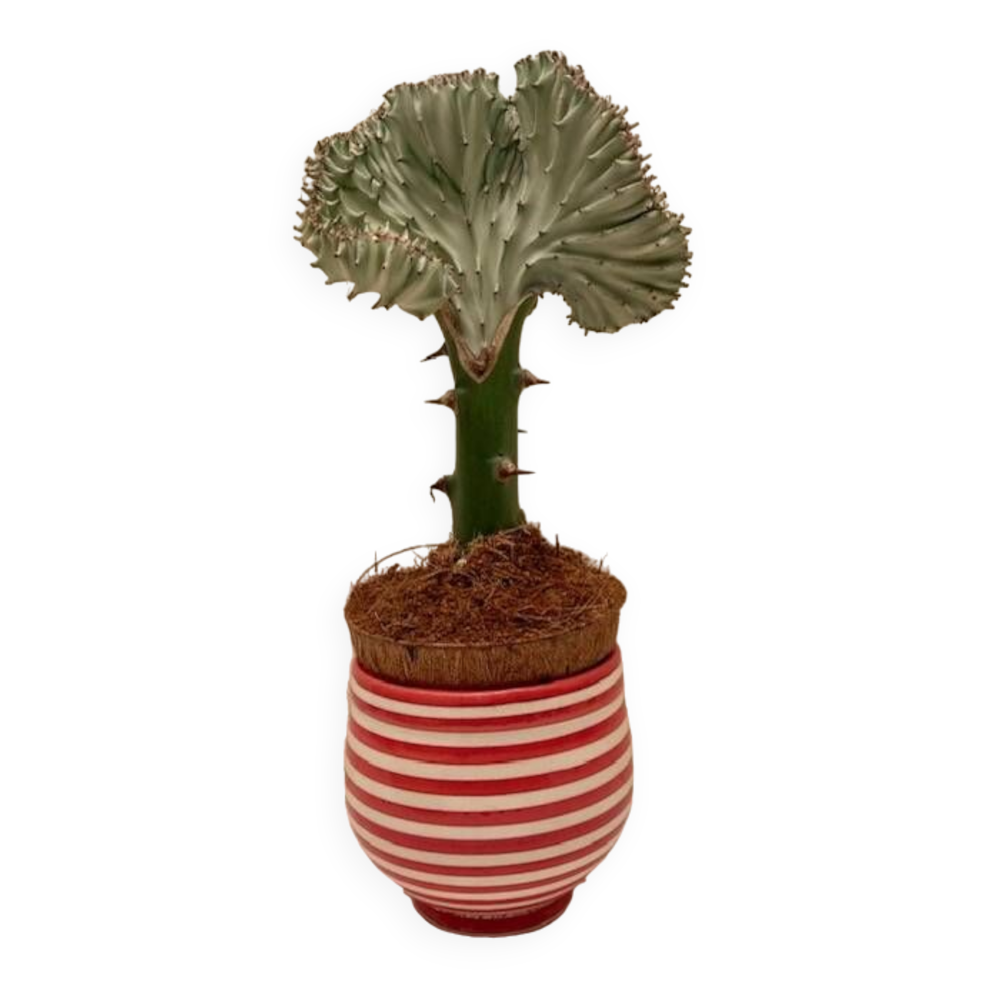 Spiral Pattern Plant Pot