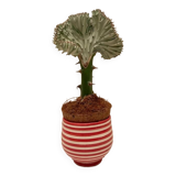 Pot Plante Motif Spiral
