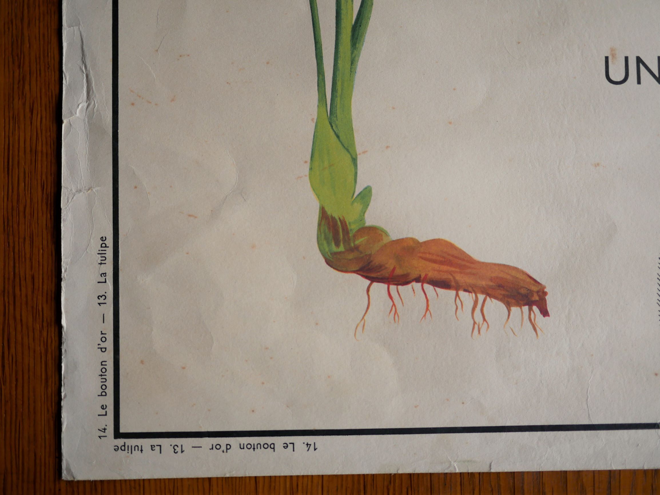 Vintage school botanical poster "La Tulipe" - "The Golden Button"