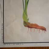 Vintage school botanical poster "La Tulipe" - "The Golden Button"