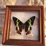 Naturalized butterfly, Urania Ripheus