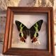Naturalized butterfly, Urania Ripheus