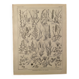 Lithograph on flowers and meadow flowers - 1920
