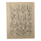 Lithograph on flowers and meadow flowers - 1920