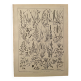 Lithograph on flowers and meadow flowers - 1920