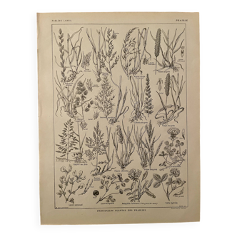 Lithographie sur le fleurs et fleurs de prairie - 1920