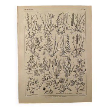 Lithograph on flowers and meadow flowers - 1920
