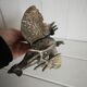 Silver metal rooster / Greenhouse book