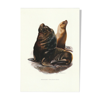 Vintage school print of a maned seal