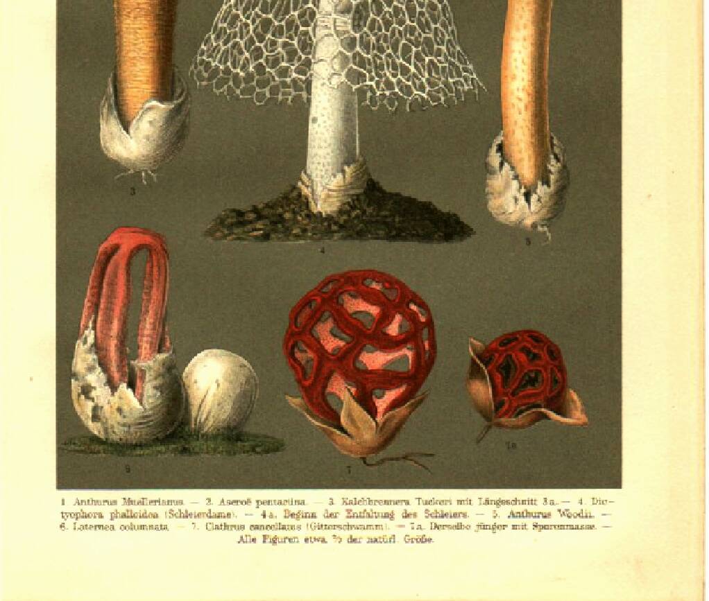Botanical engraving from 1904 - Mushrooms - plants of the ancient forest litho