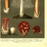 Botanical engraving from 1904 - Mushrooms - plants of the ancient forest litho