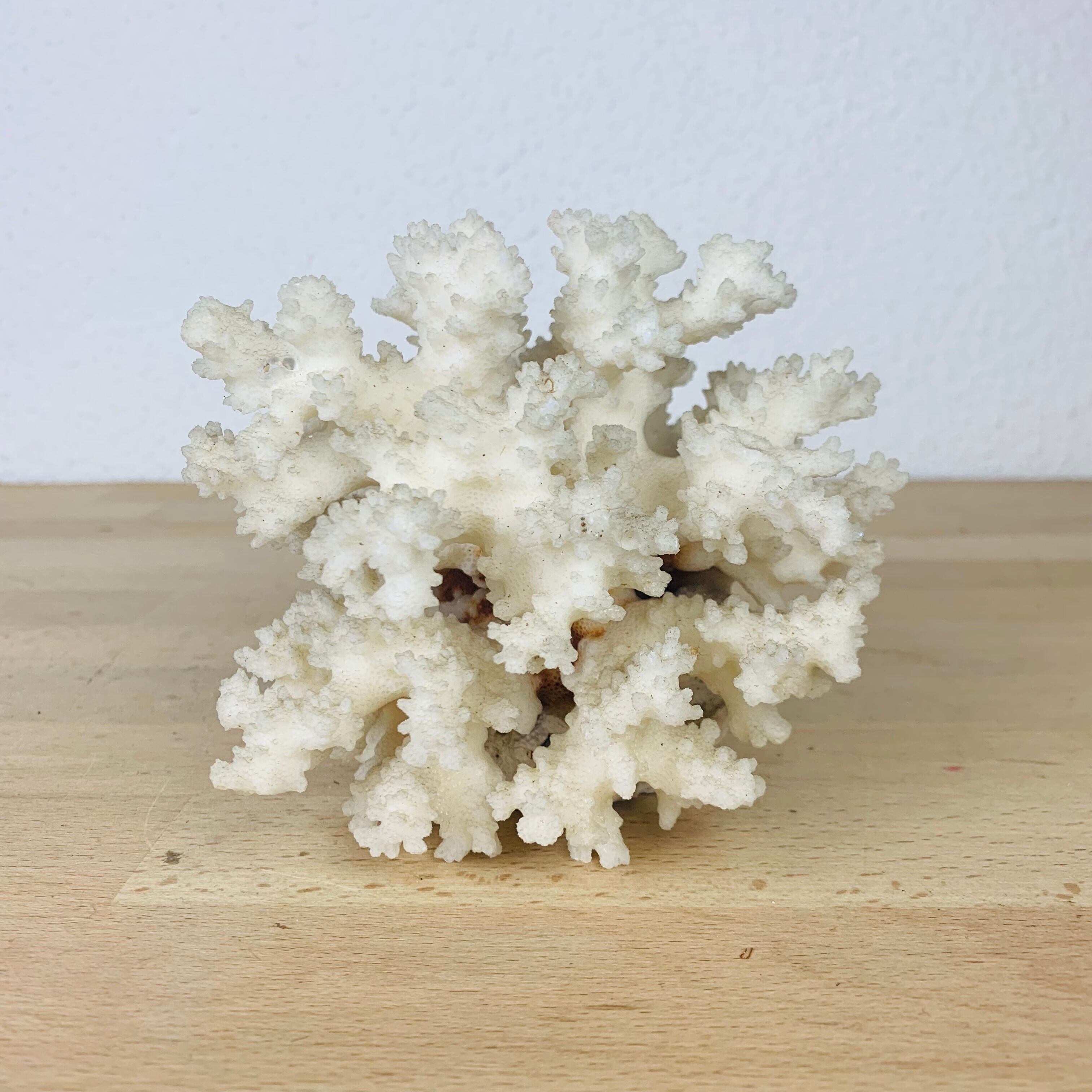Natural ancient white coral 13 cm