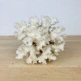Natural ancient white coral 13 cm