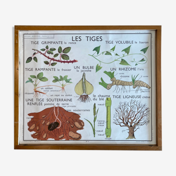 Affiche scolaire pédagogique Rossignol vintage années 60 - racines aductives et les tiges