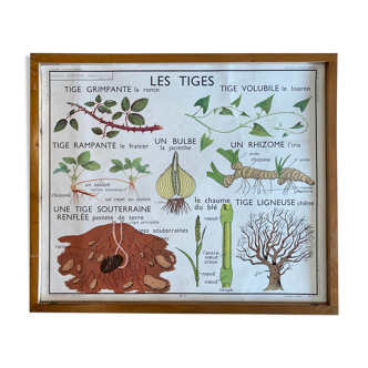 Affiche scolaire pédagogique Rossignol vintage années 60 - racines aductives et les tiges