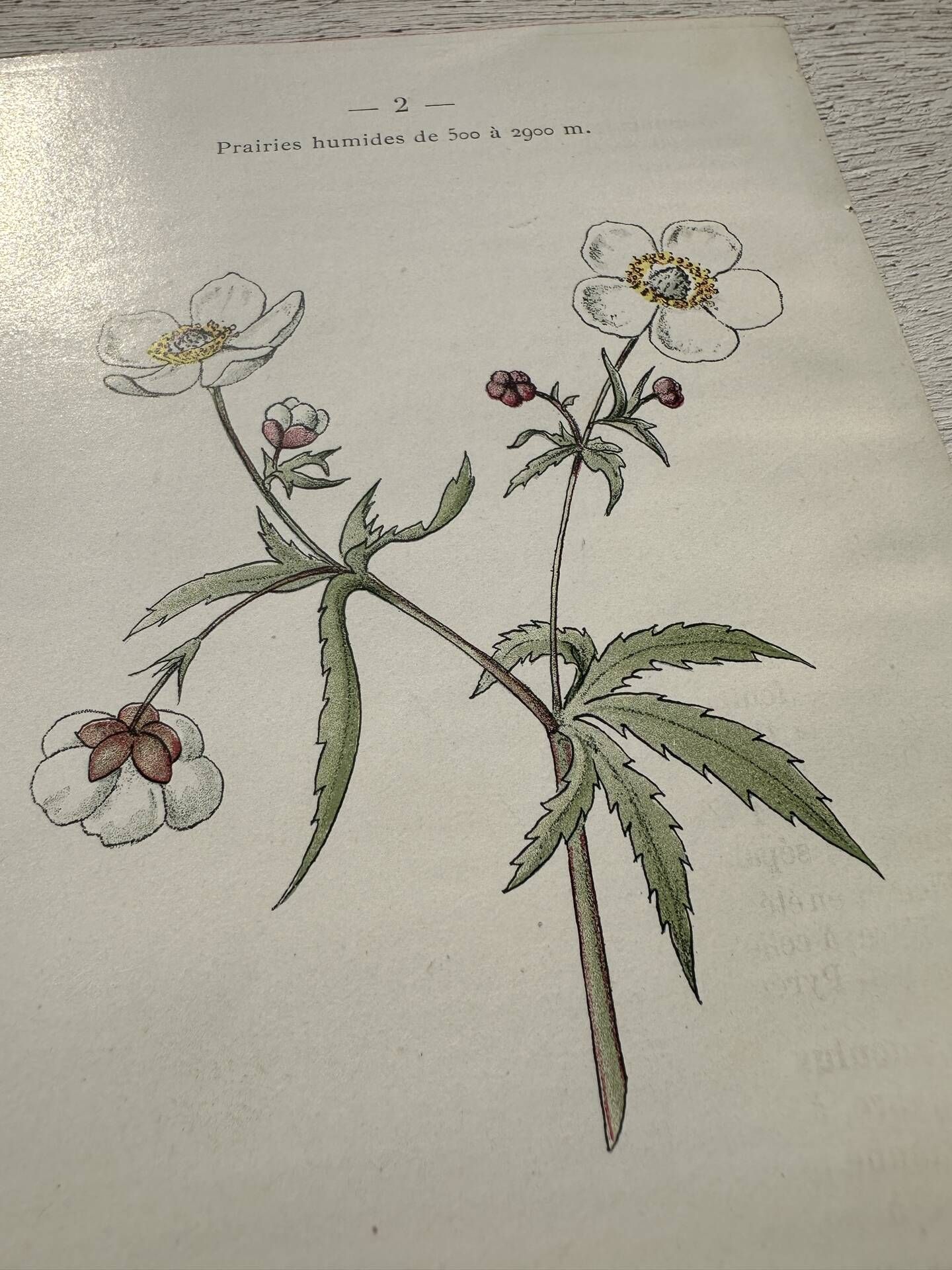 Botanical Plate 1800 Old naturalist engraving 19th century double-sided