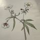 Botanical Plate 1800 Old naturalist engraving 19th century double-sided