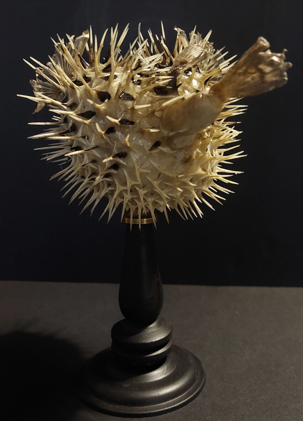 Cabinet of Curiosities naturalized fish diodon holocanthus on base
