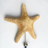 Starfish on turned wooden base, late 19th century - cabinet of curiosities