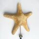 Starfish on turned wooden base, late 19th century - cabinet of curiosities