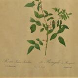 Illustrations fleurs par " Joseph Redouté"