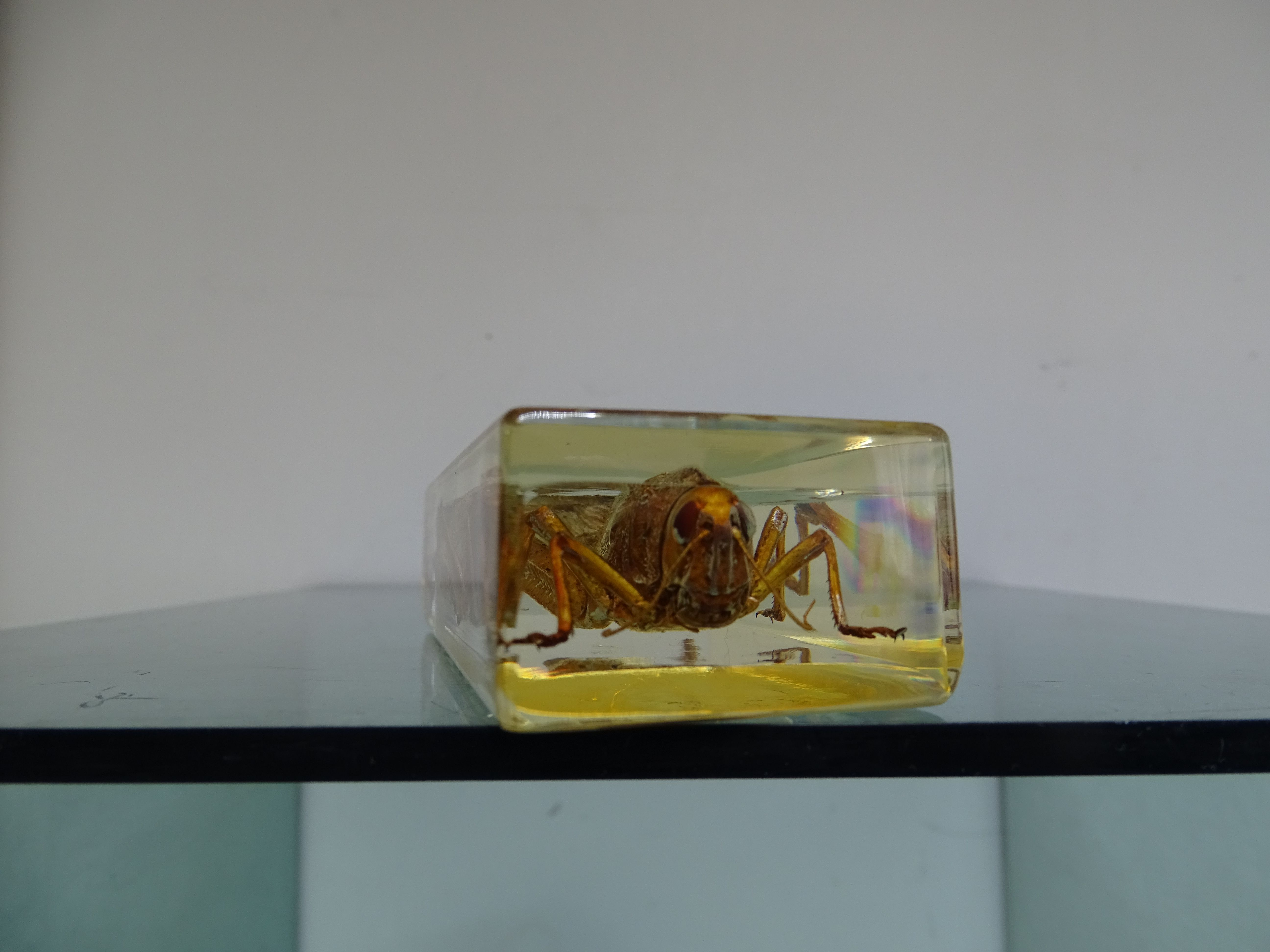 Locust inclusion vintage resin