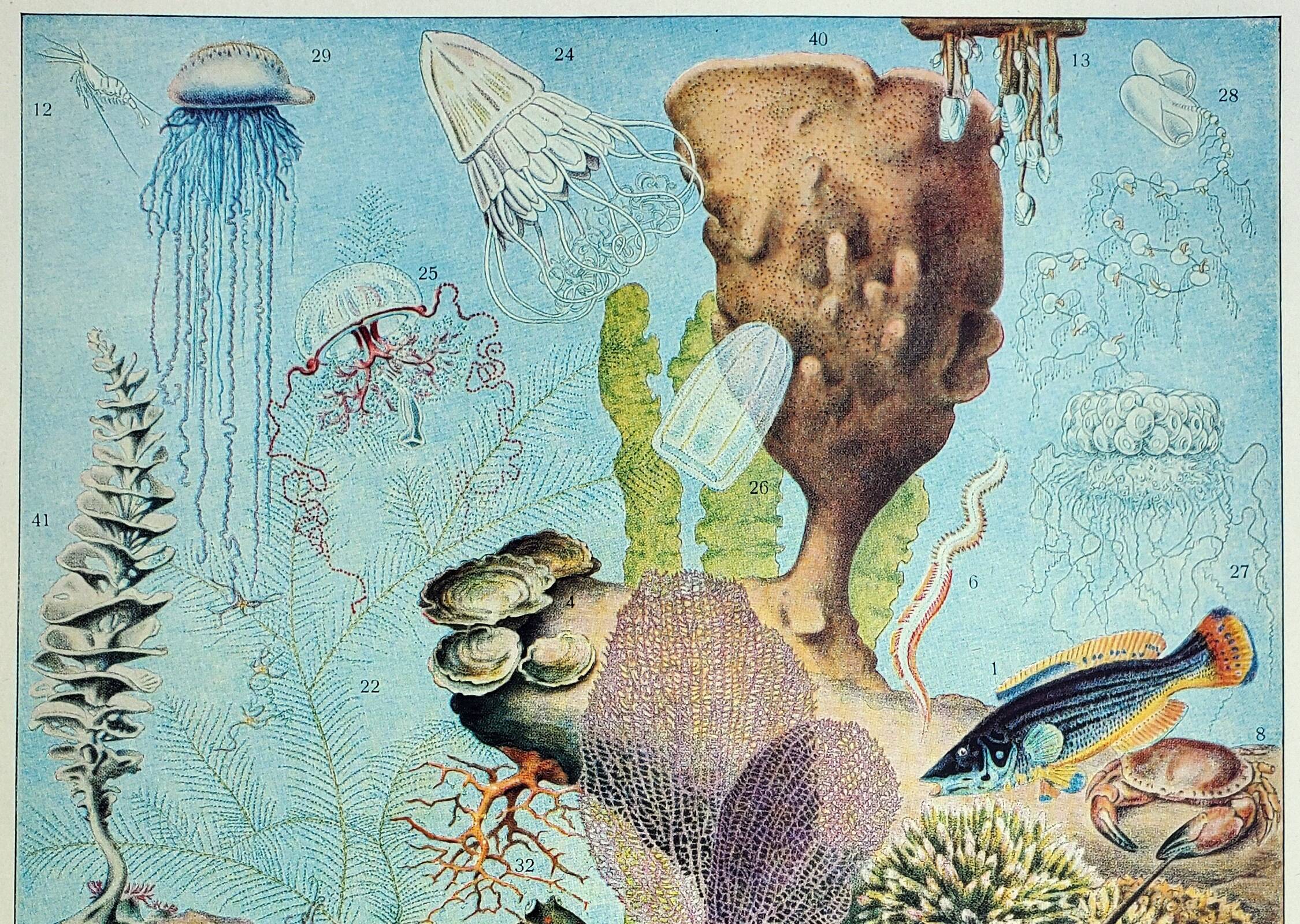 Old engraving 1928, Oceanography, marine fauna and flora • Lithograph, Original plate