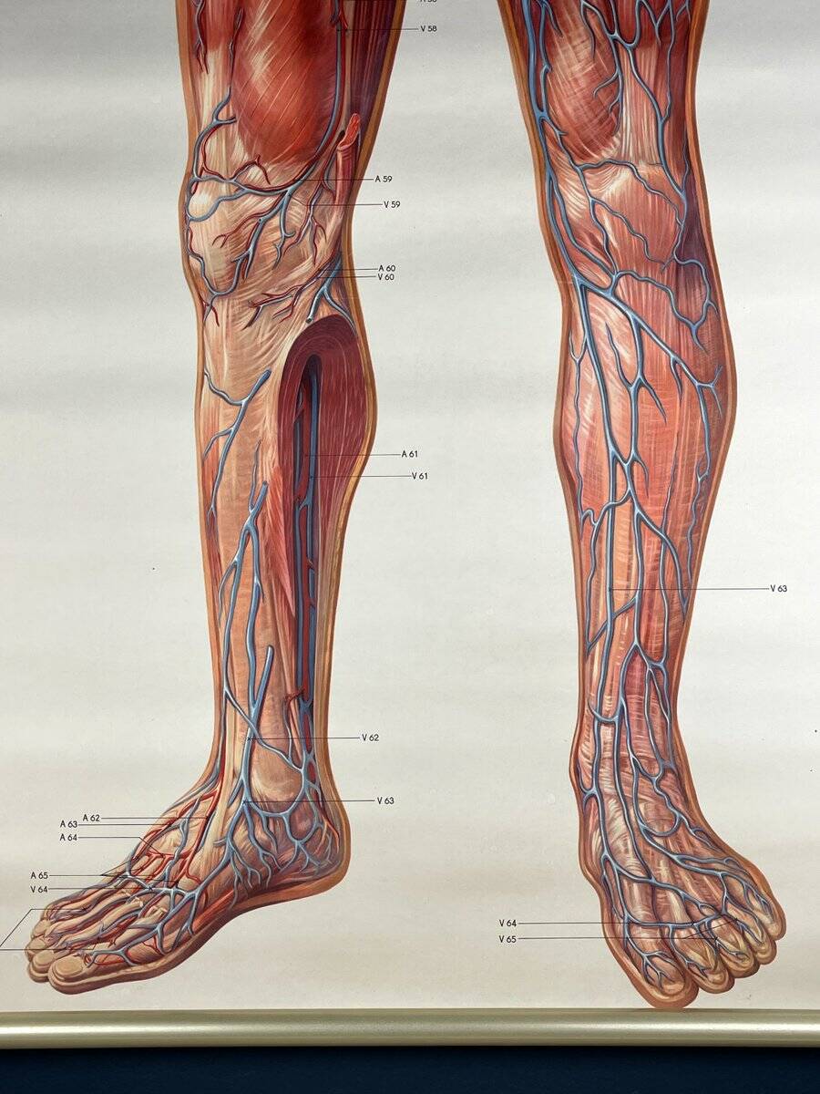 Vintage educational poster of the circulatory system from the Deutsches Hygiene Museum Dresden GDR (East Germany), 1976.