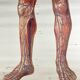 Vintage educational poster of the circulatory system from the Deutsches Hygiene Museum Dresden GDR (East Germany), 1976.