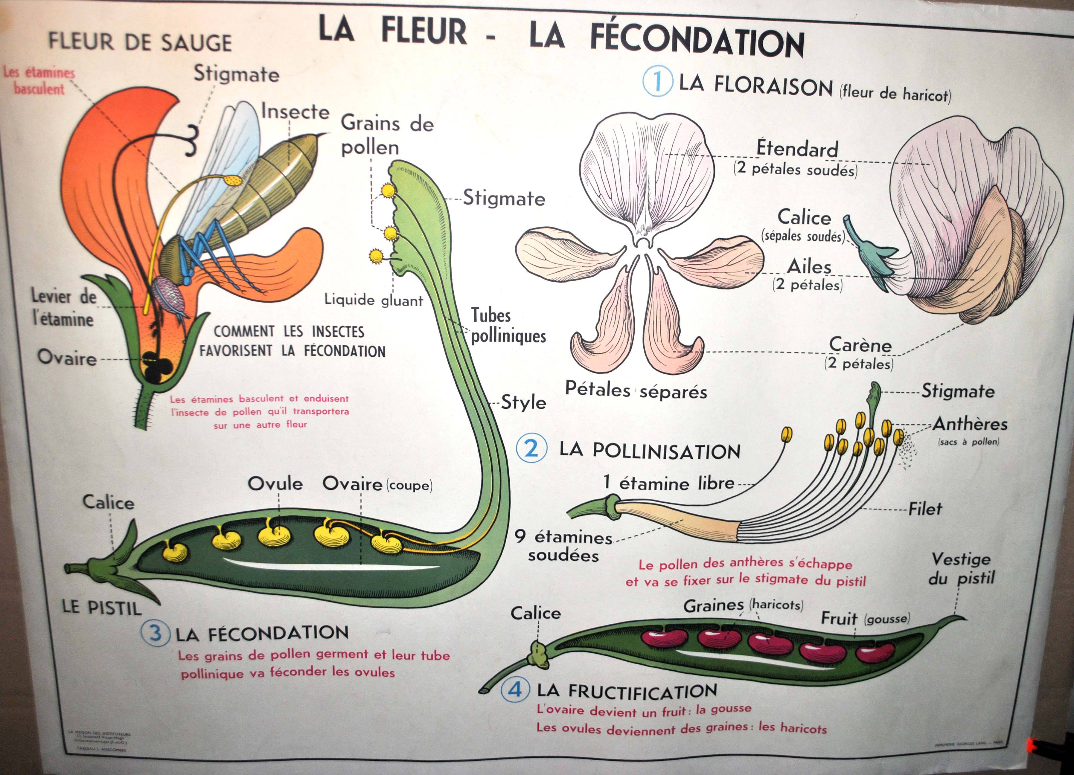 Nature school educational poster "plant multiplication" "the fertilization of a flower" lang