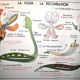 Nature school educational poster "plant multiplication" "the fertilization of a flower" lang