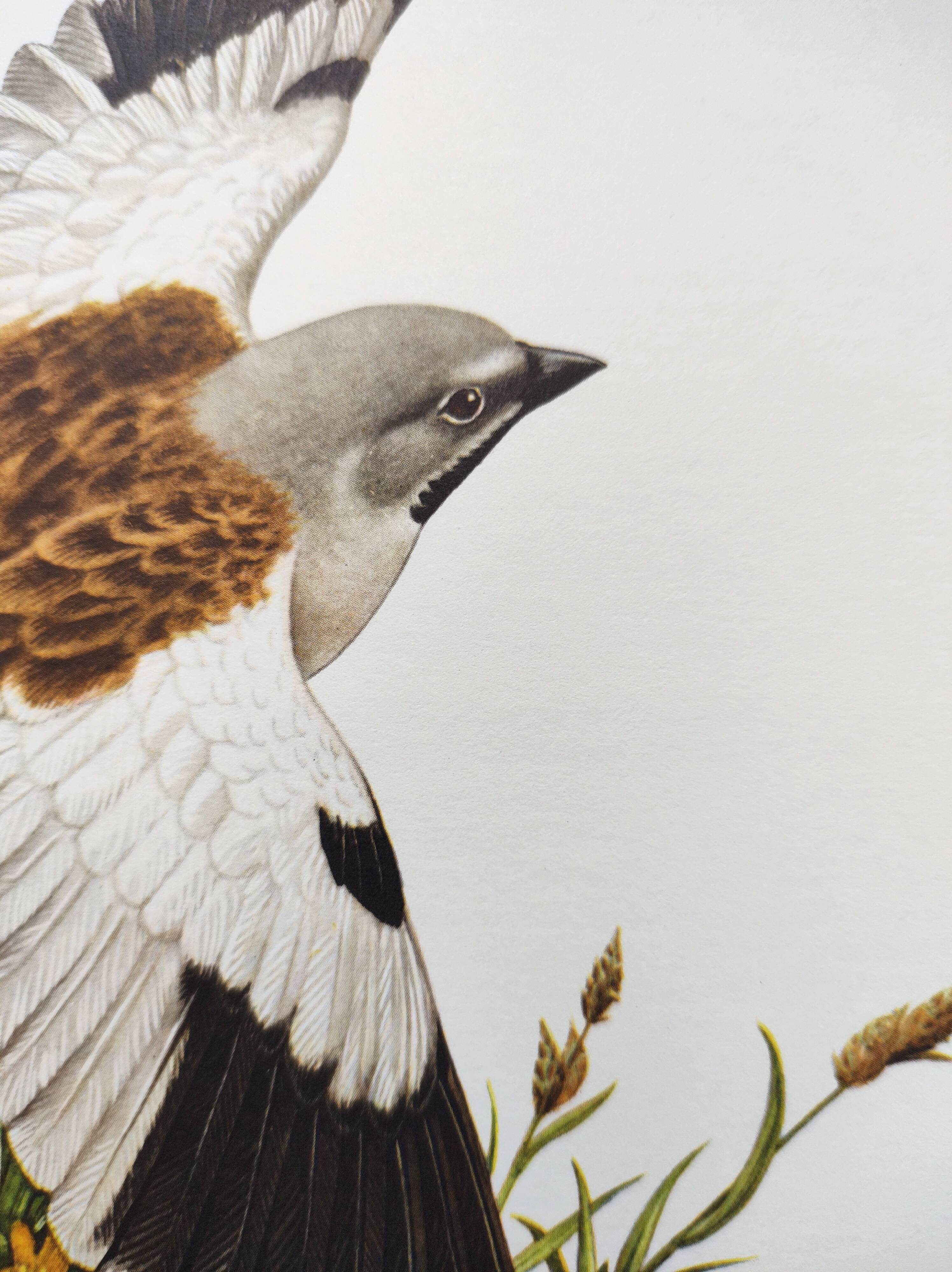 Vintage bird plate from the 1960s - Niverolle des Alpes - Zoological and ornithological illustration