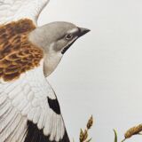 Vintage bird plate from the 1960s - Niverolle des Alpes - Zoological and ornithological illustration