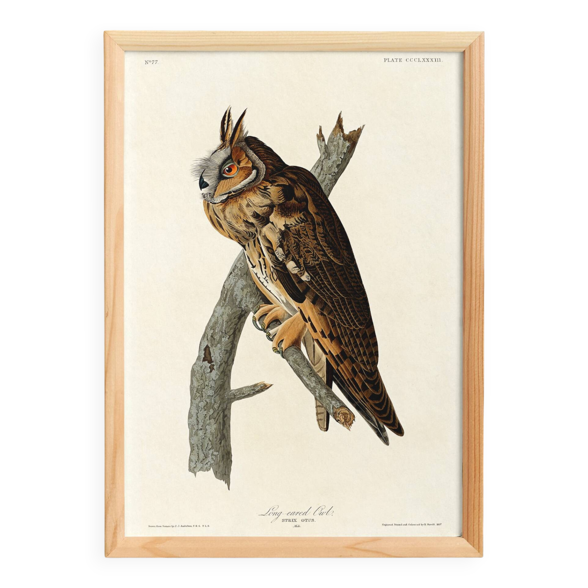 Poster about the Long-eared Owl, based on an old engraving from 1827.