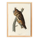Poster about the Long-eared Owl, based on an old engraving from 1827.
