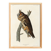 Affiche sur le Hibou moyen-duc, d’après une gravure ancienne de 1827.