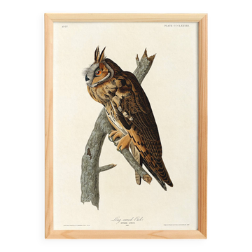 Poster about the Long-eared Owl, based on an old engraving from 1827.