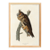 Poster about the Long-eared Owl, based on an old engraving from 1827.
