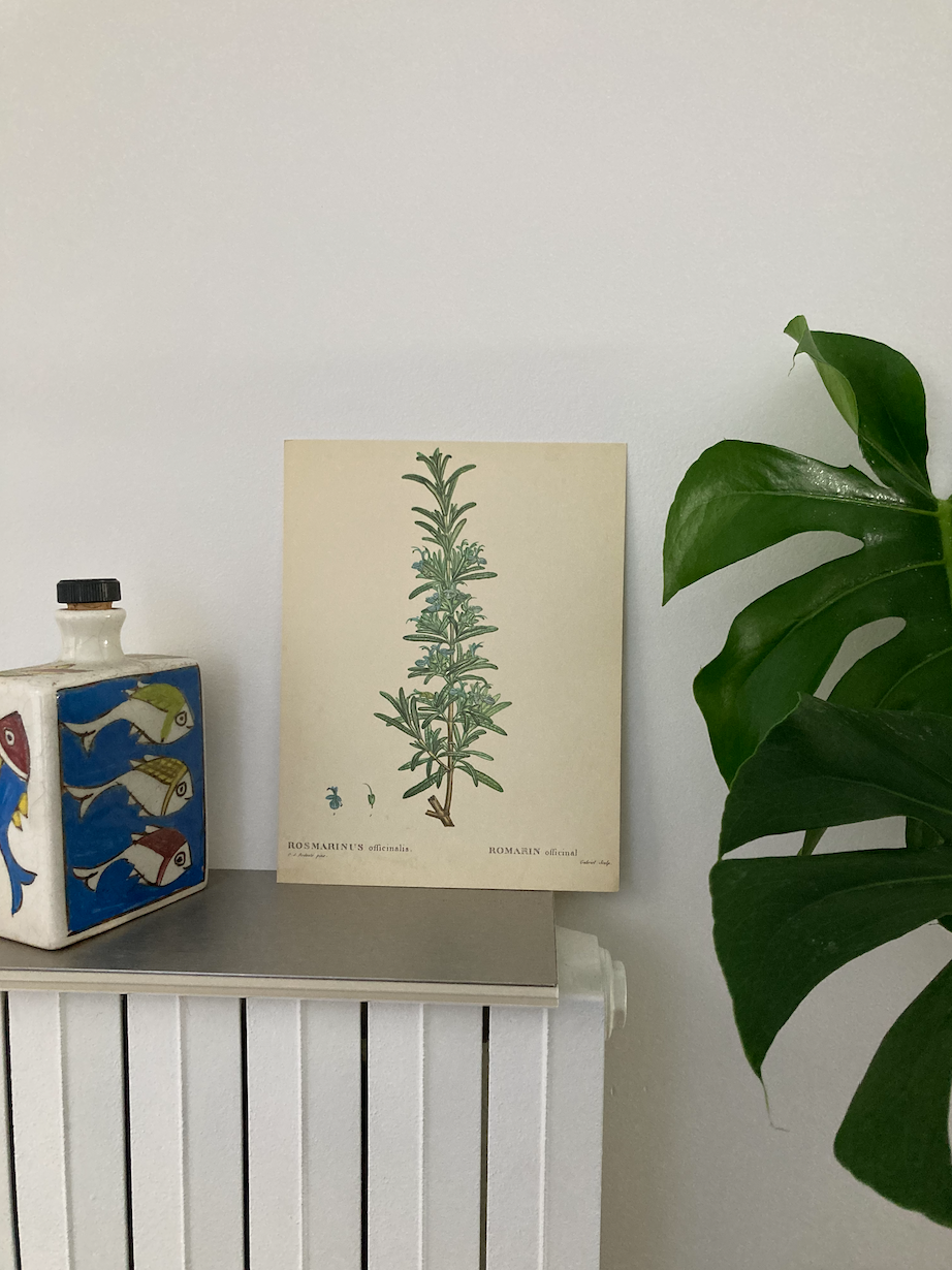 Botanical poster Rosemary