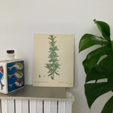 Botanical poster Rosemary