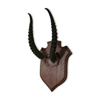 Ornamental gazelle horn