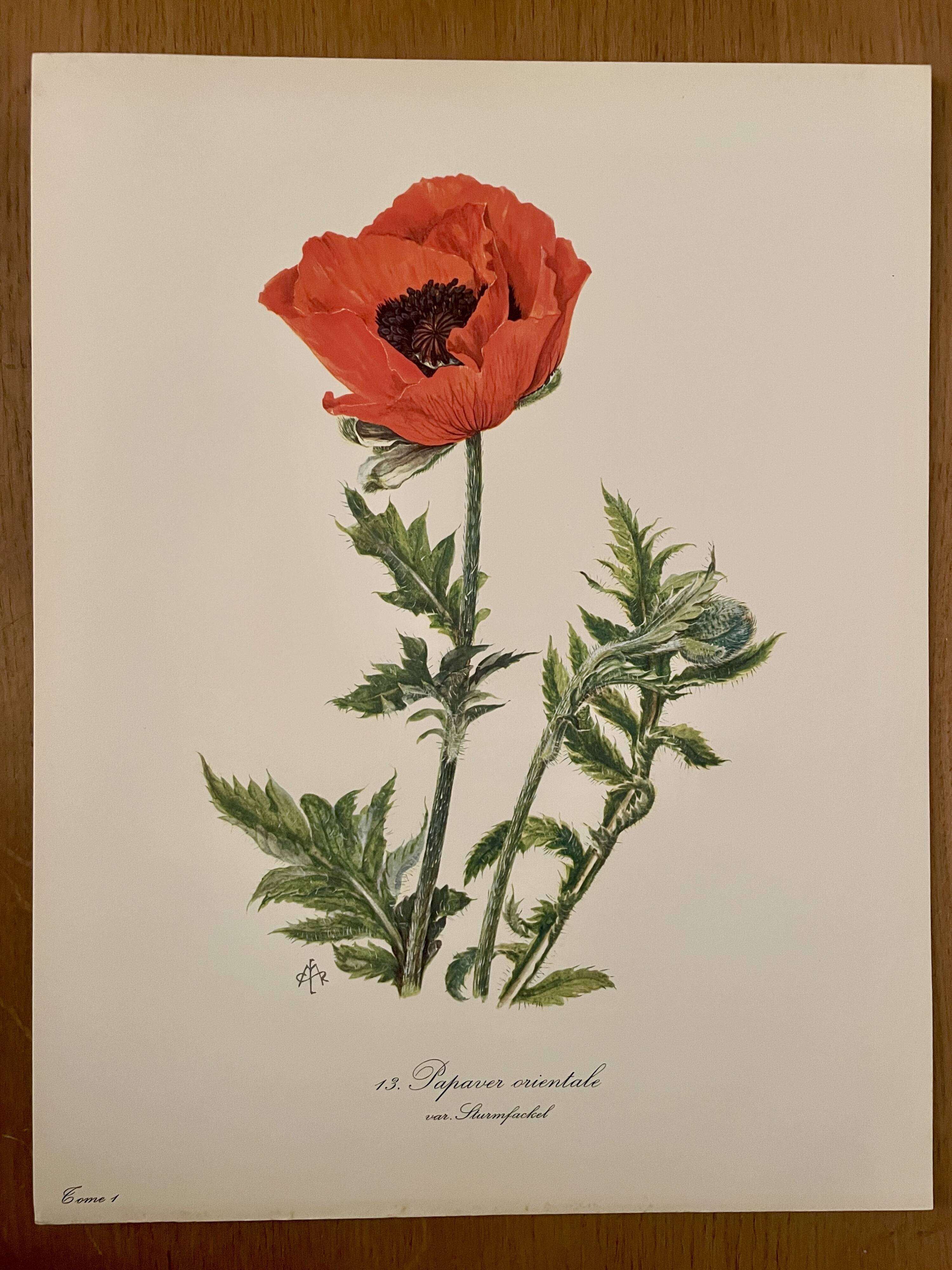 Watercolor of poppy flower - 1960