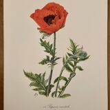Watercolor of poppy flower - 1960