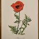 Aquarelle sur la fleur de pavot - 1960