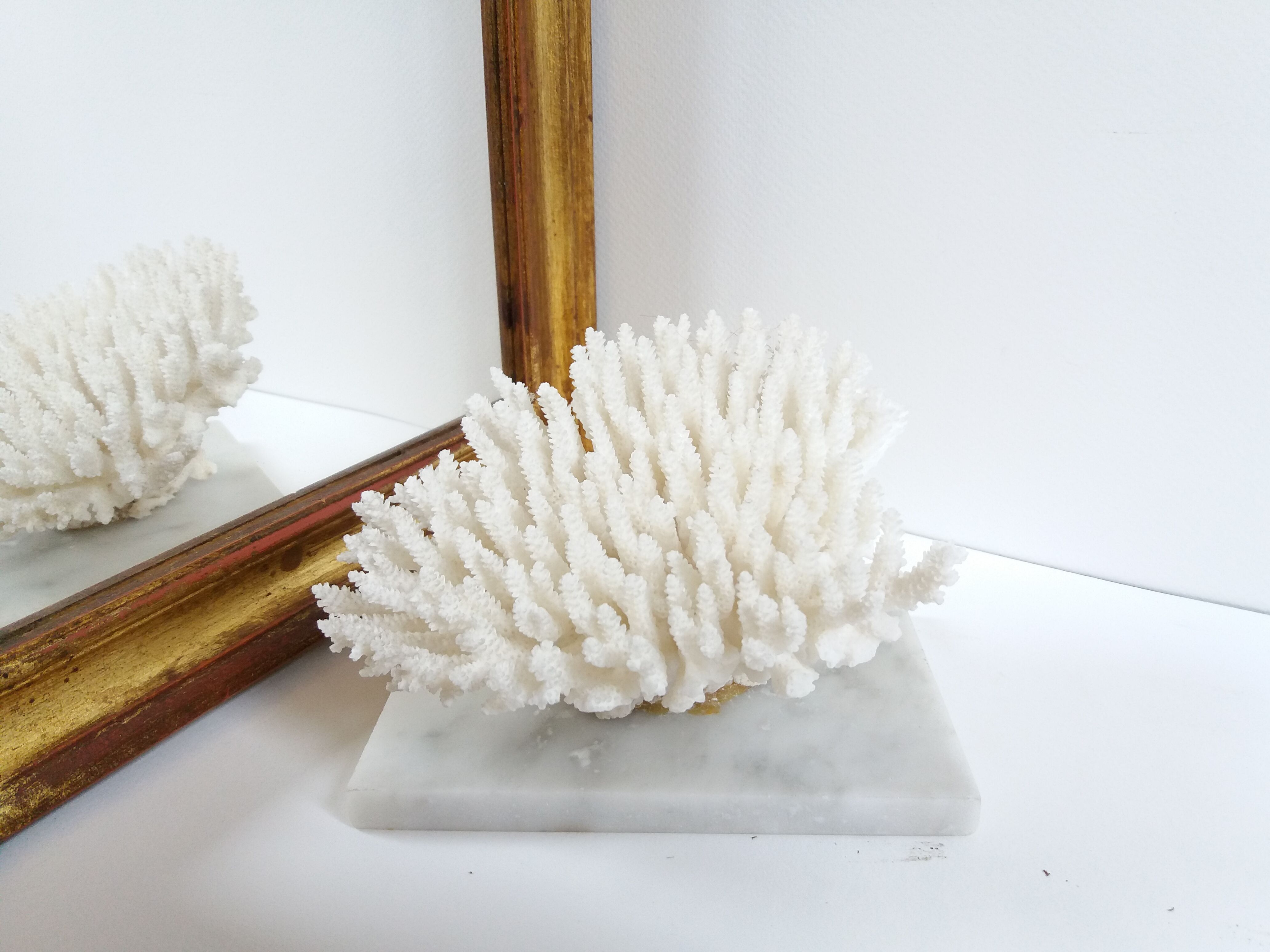 Coral on marble base