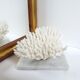 Coral on marble base