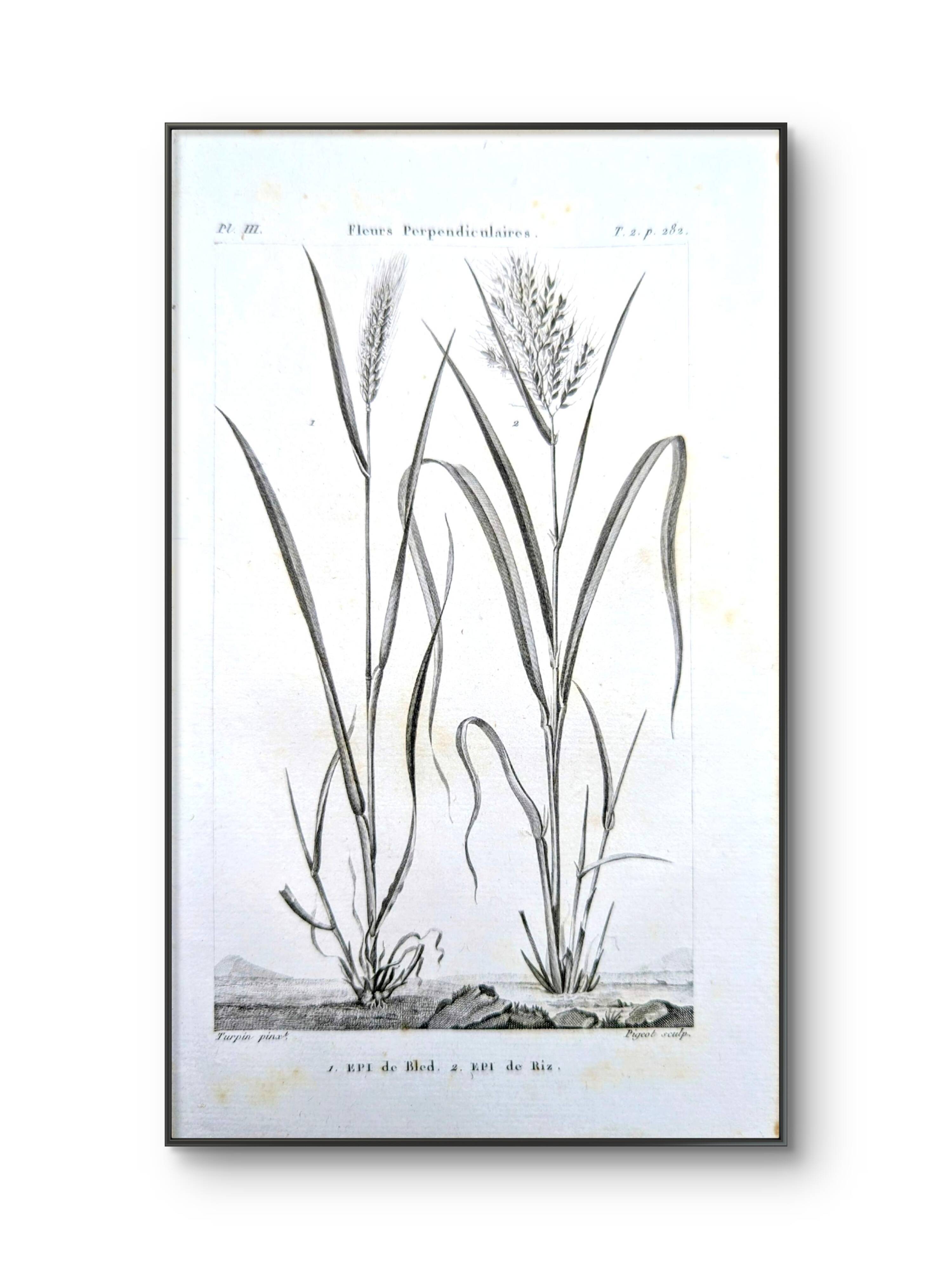 Printed in 1818, Wheat and Rice. Vintage botany.