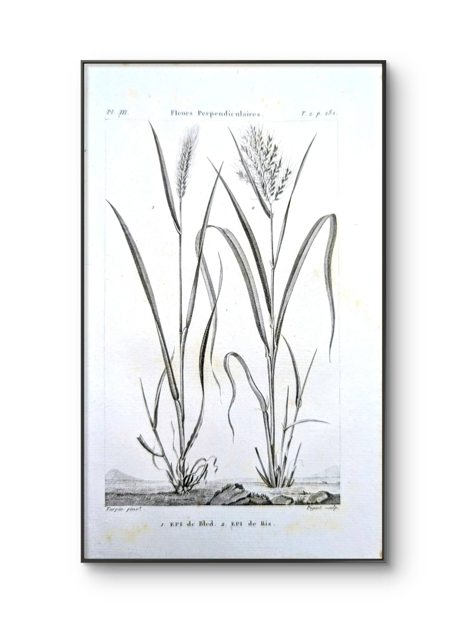 Printed in 1818, Wheat and Rice. Vintage botany.