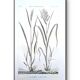 Printed in 1818, Wheat and Rice. Vintage botany.
