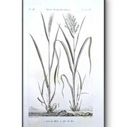Printed in 1818, Wheat and Rice. Vintage botany.